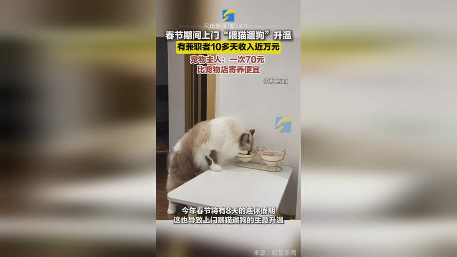 蛇年春节：宠物留守催生上门铲屎官宠托师热门兼职