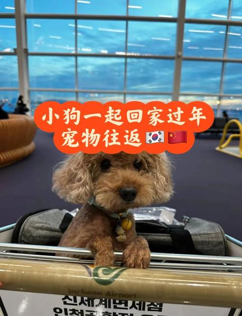 春节回家宠物寄养成难题，宠物经济催生新消费场景