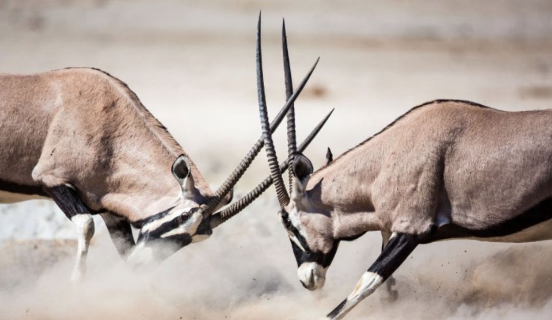 抵押车能不能买_全款抵押车与非全款抵押车区别_二押车被变卖属于套路贷吗