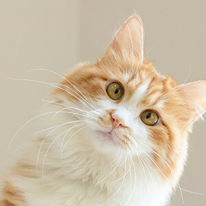 现货原油白银销售网络好做吗_原油白银平台哪个好_原油白银现货网络销售好做吗