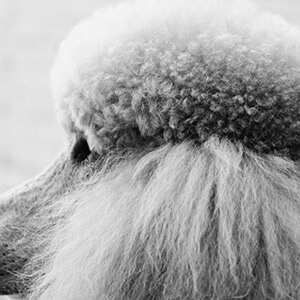 以公司名义买车抵扣进项税_购买小汽车可以抵扣吗_公司购买车辆抵税方式