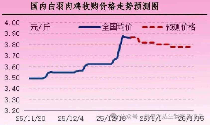 玉米跌势放缓局部反弹，DDGS偏弱，今日肉毛鸡价格行情怎么看